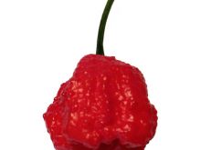 Carolina Reaper